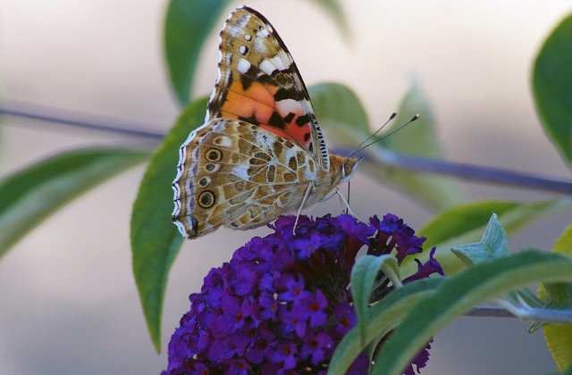 Maestrii camuflarii coloreaza lumea! Top 10 curiozitati FASCINANTE despre fluturi