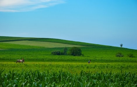 Un italian, condamnat la Roma la 9 luni de munci agricole pentru ca a insultat o romanca