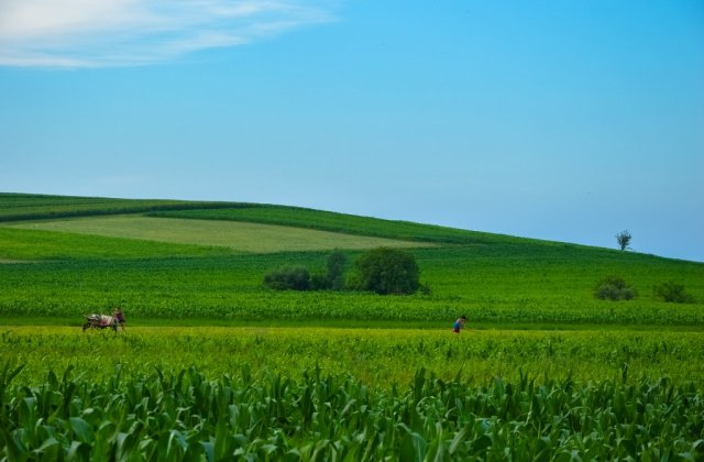 Un italian, condamnat la Roma la 9 luni de munci agricole pentru ca a insultat o romanca