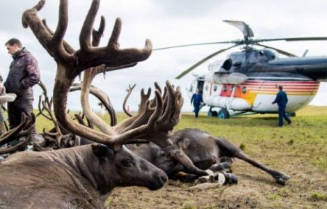 In Siberia ar putea fi sacrificati 250.000 de reni