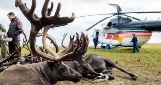 In Siberia ar putea fi sacrificati 250.000 de reni din cauza raspandirii antraxului