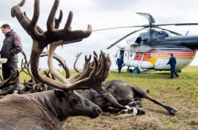 In Siberia ar putea fi sacrificati 250.000 de reni din cauza raspandirii antraxului