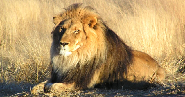  Top  Top 10 cele mai mari zone protejate din lume