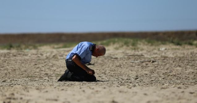 Filmul Caini, elogiat in presa franceza