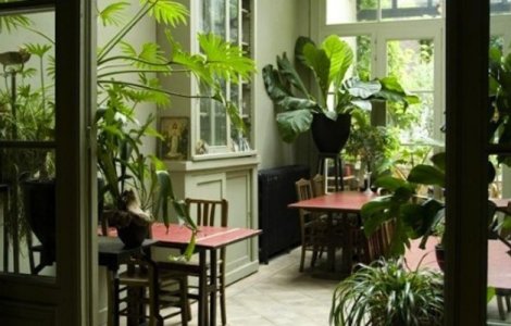  Top  10 plante benefice pentru interiorul locuintei