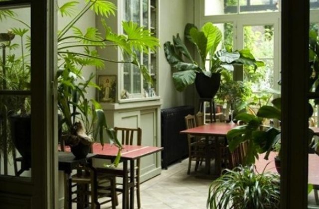 10 plante benefice pentru interiorul locuintei