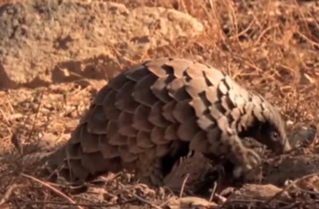 Pangolinul, cel mai bizar mamifer din lume, in pericol. Ce masuri vor fi luate