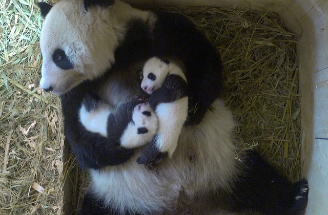 Gradina Zoo din Viena face sondaj pentru a alege numele unui pui de urs