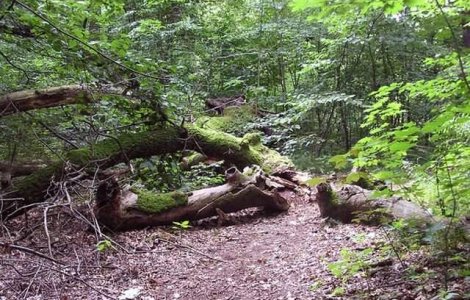 Padurar din Vaslui, gasit injunghiat la locul de munca