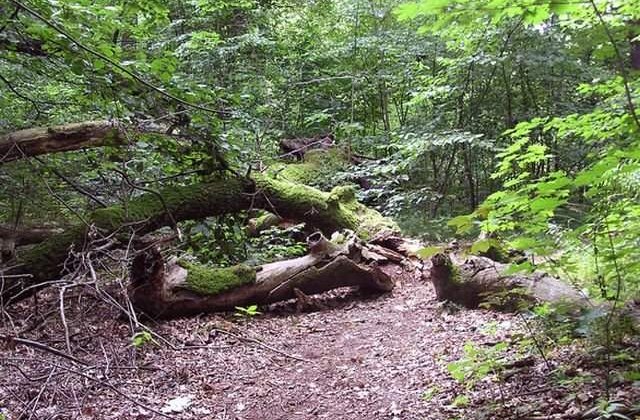 Padurar din Vaslui, gasit injunghiat la locul de munca