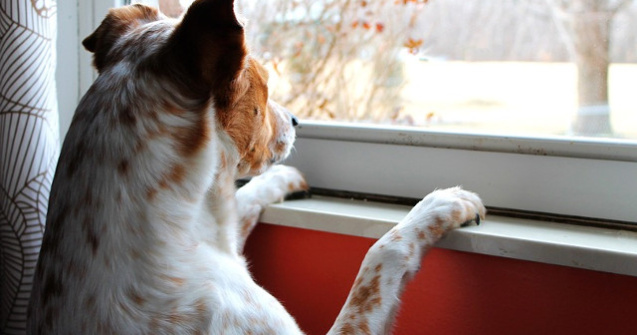 Motivul pentru care cainii isi asteapta uneori stapanii chiar si ani de zile