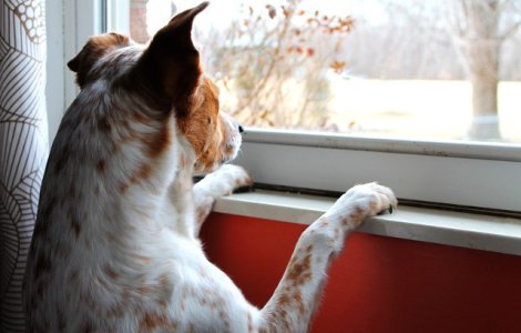 Motivul pentru care cainii isi asteapta uneori stapanii chiar si ani de zile