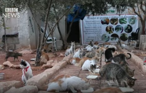 Un barbat din Alep ingrijeste 150 de pisici abandonate