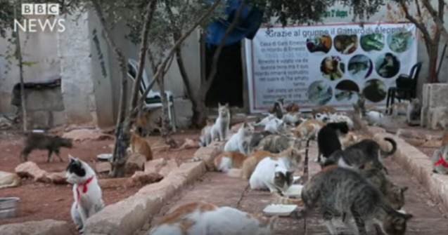 Un barbat din Alep ingrijeste 150 de pisici abandonate