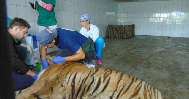 Premiera la Zoo Galati. Un tigru a fost operat chiar in cusca