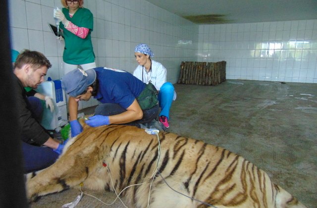 Premiera la Zoo Galati. Un tigru a fost operat chiar in cusca