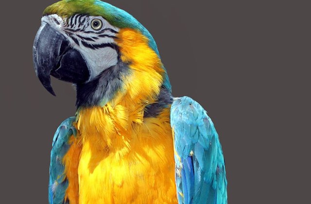 [Foto] 11 exemplare dintr-o specie pe cale de disparitie, la Gradina Zoologica din Targu Mures