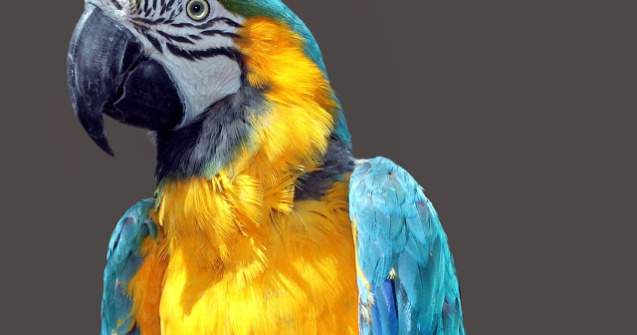  Foto  11 exemplare dintr-o specie pe cale de disparitie, la Gradina Zoologica din Targu Mures