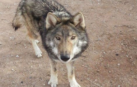 A crezut ca a adoptat un caine, dar a realizat ca ceve e in neregula