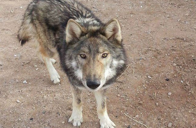 [FOTO] A crezut ca a adoptat un pui de caine. Apoi si-a dat seama ca ceva nu este in regula