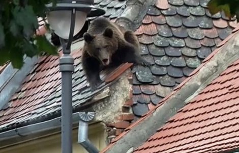 Protest in Sibiu, dupa ce un urs a fost impuscat