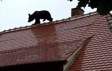 Seful IPJ Sibiu raspunde criticilor presedintelui Iohannis