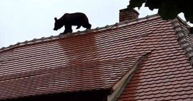 Seful IPJ Sibiu raspunde criticilor presedintelui Iohannis