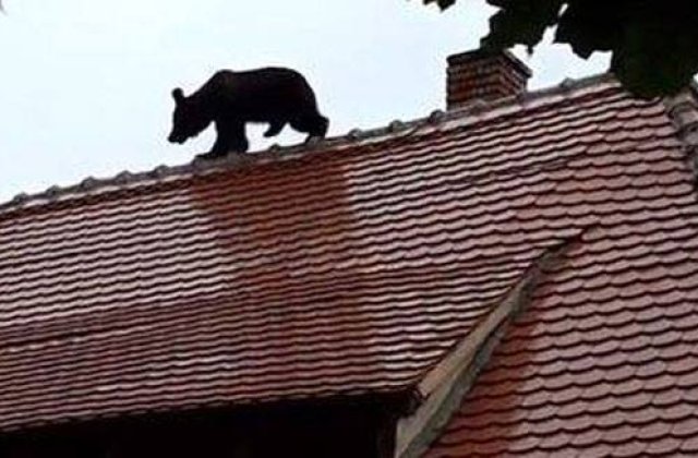 Seful IPJ Sibiu raspunde criticilor presedintelui Iohannis: Ursul a fost prima data impuscat cu tranchilizant, dar nu si-a facut efectul