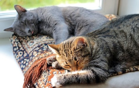  Top  Iti vor topi inima! Animale, surprinse in cele mai induiosatoare ipostaze