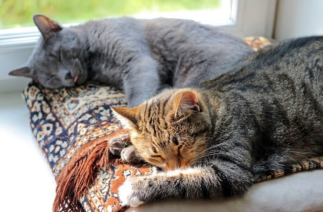 Iti vor topi inima! Animale, surprinse in cele mai induiosatoare ipostaze