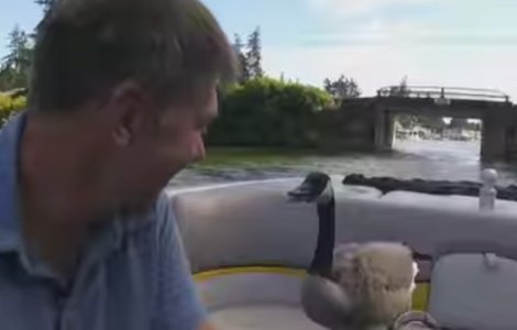  Video  Surpriza de care a avut parte un barbat, dupa ce a salvat de la moarte un boboc de gasca