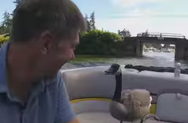 [VIDEO] Surpriza de care a avut parte un barbat, dupa ce a salvat de la moarte un boboc de gasca