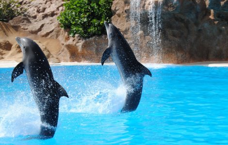 Care sunt cele mai INTELIGENTE animale din lume