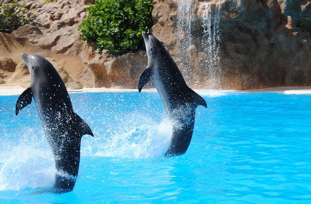 Care sunt cele mai INTELIGENTE animale din lume