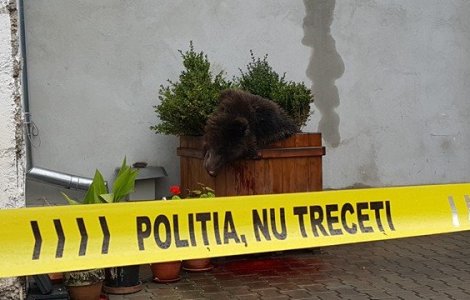 Sibiu: Trei zile de protest pentru ursul omorat