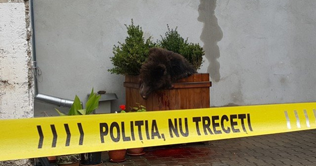 Sibiu: Trei zile de protest pentru ursul omorat