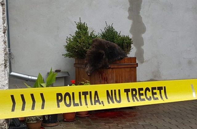 Sibiu: Trei zile de protest pentru ursul omorat