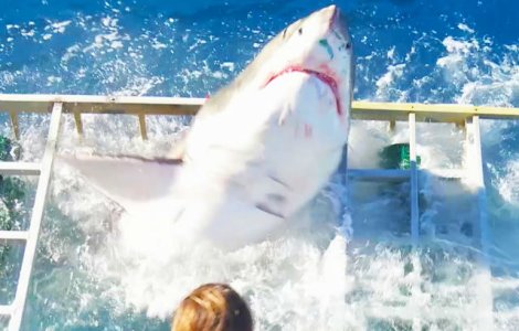 Momentul in care un rechin alb urias a patruns in cusca unui scafandru
