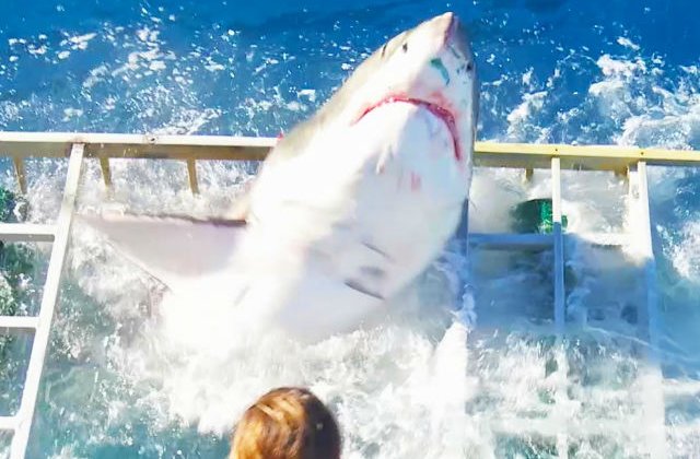 [VIDEO] Moment terifiant: un rechin alb urias a patruns in cusca unui scafandru