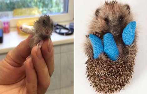  Top  10 animale adorabile cu labutele in ghips