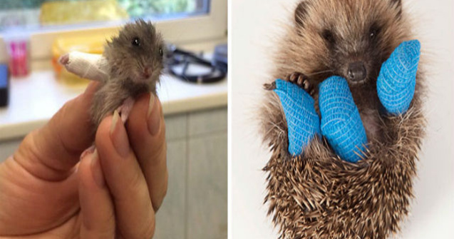  Top  10 animale adorabile cu labutele in ghips