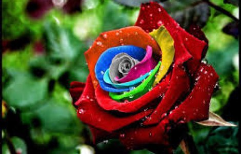  Top  Cele mai rare 10 flori din lume