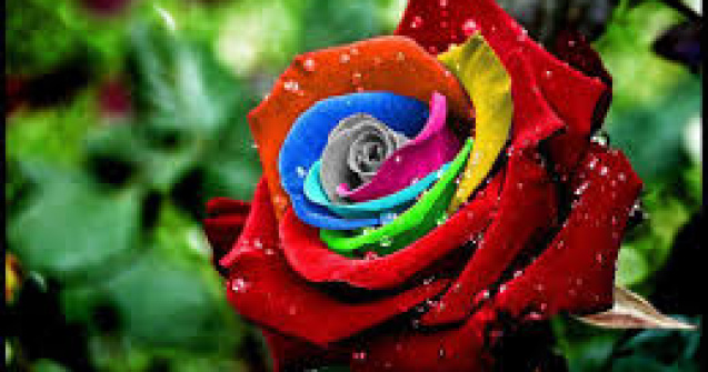  Top  Cele mai rare 10 flori din lume