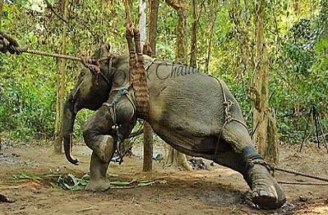 TripAdvisor nu va mai vinde bilete in locurile in care animalele sunt maltrate