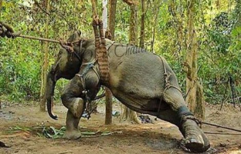 TripAdvisor nu va mai vinde bilete in locurile in care animalele sunt maltrate