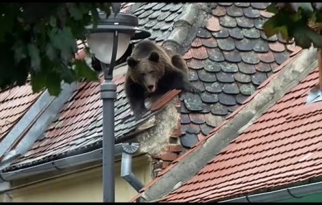 Ancheta ursului ucis: Se cauta probe video si o femeie