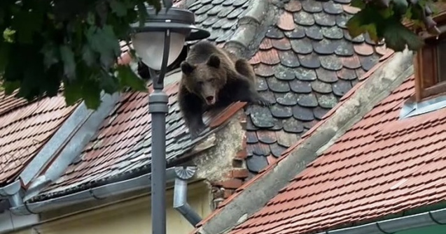 Ancheta ursului ucis: Se cauta probe video si o femeie