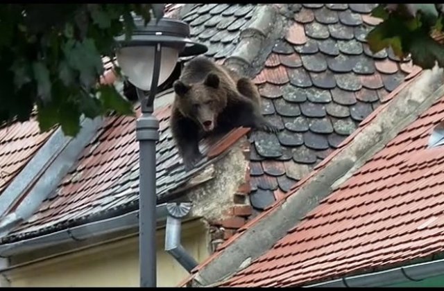 Ancheta ursului ucis: Se cauta probe video si o femeie care apare in una din inregistrari