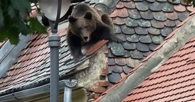 Seful Politiei Sibiu demisioneaza, dupa impuscarea ursului