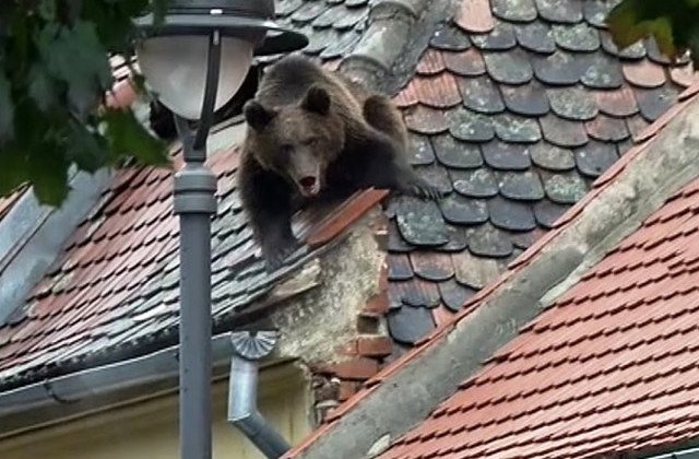 Seful Politiei Sibiu demisioneaza, in urma scandalului ursului impuscat: "Am fost amenintat ca mi se vor rapi copiii"